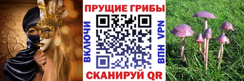 Псилоцибиновые грибы мицелий  Питкяранта 